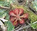 Drosera communis