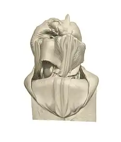 #68 (18/7/1895), Detail of the dorsal anterior mantle of the Dubioteuthis physeteris holotype (Joubin, 1900:pl. 15 fig. 9)