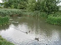 Duck pond in nature reserve adjacent Tileshed Lane, the site of the historic Cleadon Brick and Tile Works.