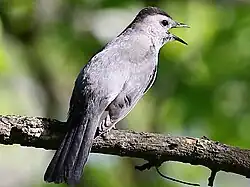 Calling at Naperville Riverwalk, IL