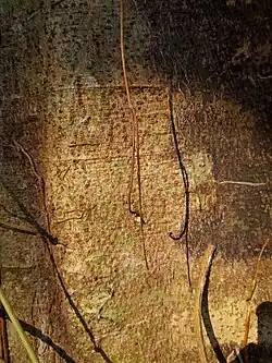 Trunk with lenticels