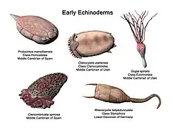 Early echinoderms Ctenoimbricata, Ctenocystis, Gogia, Protocinctus and Rhenocystis