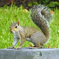 Brown and gray squirrel