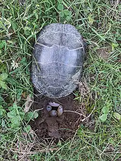 A female with four eggs in a nest