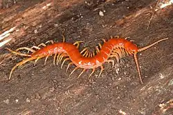 Scolopocryptops sexspinosus, a centipede species with 23 leg pairs