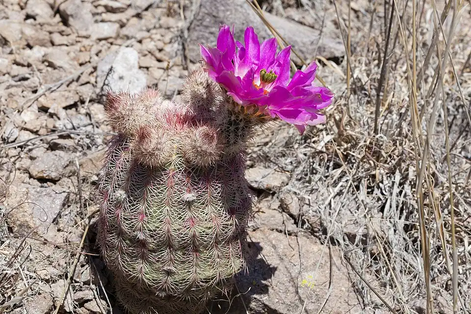 Plant growing in habitat in Hidalgo County, New Mexico