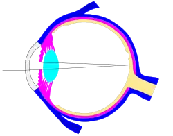 This svg file was configured so that the rays, diaphragm and crystalline lens are easily modified[72]