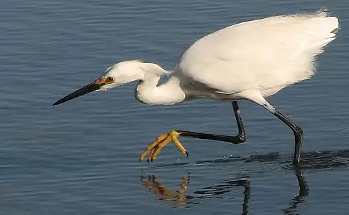 Snowy egret hunting fish