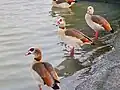 Three Egyptian geese standing in shallow water.