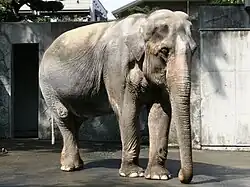 Elephant standing in front of concrete wall