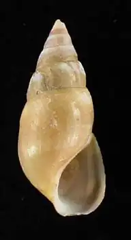 Empty yellow-cream coloured spiral snail shell belonging to the species Elimia livescens