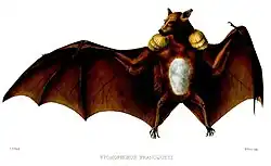Drawing of brown bat