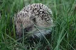 Hedgehog
