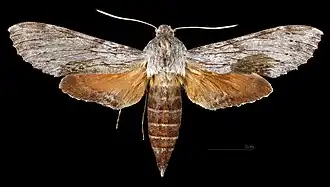 Erinnyis obscura conformis ♀