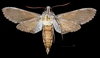 Erinnyis obscura conformis ♀ △