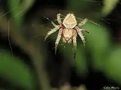 E. edax, Patacuba, Brasil