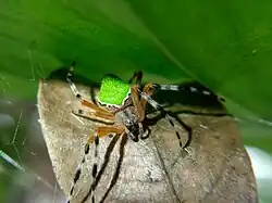 E. nephiloides, Ocosingo, Chis., México