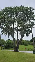 Mature tree. Hilton Resort, Tumon, Guam