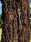 Trunk bark