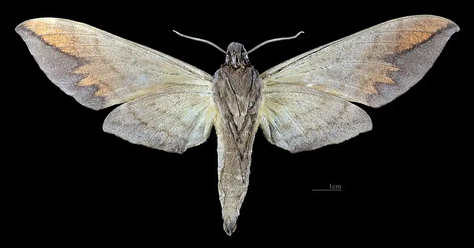 Female ventral