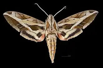 Eumorpha vitis fuscatus Male dorsal