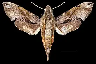 Eupanacra mydon male dorsal