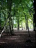 Hornbeam coppice, Pond Wood, Essex
