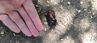 A large, dark reddish-brown rhinoceros beetle on the ground. A human hand is placed nearby for scale, highlighting the beetle's size.