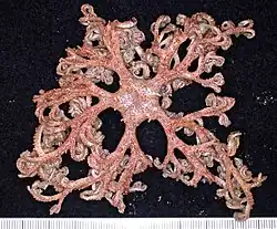 The genus Euryale is the only "basket star" not belonging to the Gorgonocephalidae (family Euryalidae).