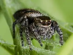 Frontal view of a jumping spider on a leafy background