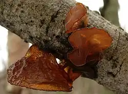 Exidia recisa (Auriculariaceae)