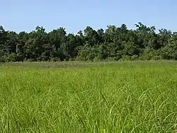 Swampland and tall grassland, Clere River area, Welaluhu, Manufahi