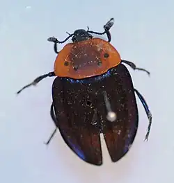 Necrophila rufithorax