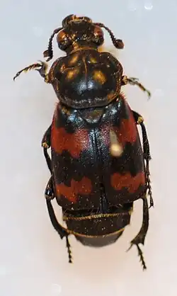 Nicrophorus japonicus. Harold, 1877.