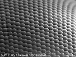 SEM image of a house fly compound eye surface at 450× magnification