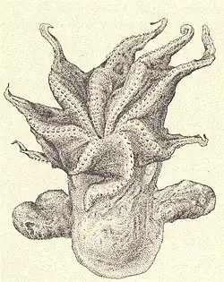 Drawing of an octopus.