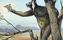 A large, hairy creature stands upright in a tree, holding the trunk for support while grabbing food with its right hand. It has big ears, long snout, and a human-like appearance.