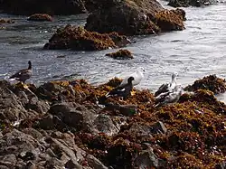Two females, one male, and two juveniles on Chiloé Island, Chile.