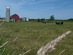 Beef cattle and a dairy farm. Much of Brighton's terrain is flattish, like this.