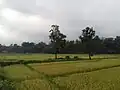 Farmlands of Hattisude, Budhabare-9, as seen at the crack of dawn. Locals believe Hattisude to be one of the most fertile places for the production of rice in Jhapa and even across the country.