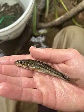 Fatlips Minnow, North Carolina, US imported from iNaturalist photo 414274942.jpg