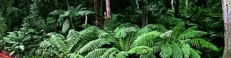 Ferns, near Cann River