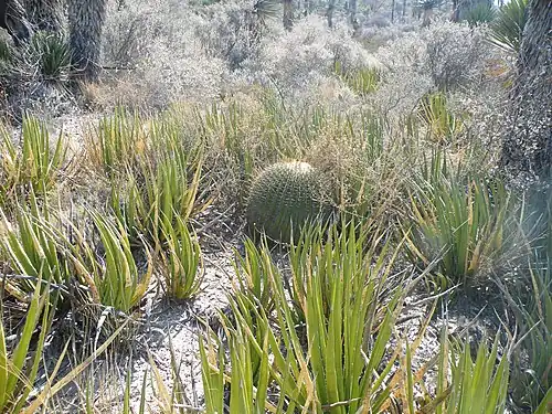 Habitat near Matehuala, San Luis Potosi