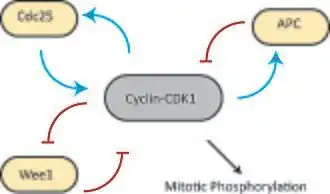 Dosage-response curves