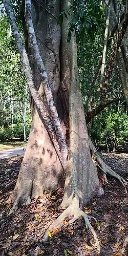 Ficus maclellandii โ Stem with bark. January 2020. Location: CAS XSB Botanical Garden, Mengla, Xishuangbanna, Yunnan, SW China.21.927822, 101.253311.