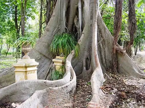 Trunk of F. macrophylla at Orto botanico di Palermo, showing buttressed roots