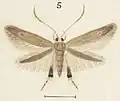 Illustration of a female