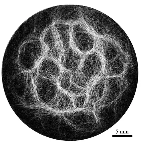 Example of filamentous cyanobacteria structure (Oscillatoria lutea) showing a reticulate pattern [52]