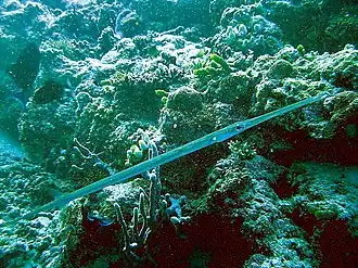 Fistularia commersonii