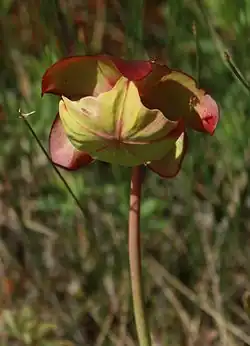 Flower (front), in Quebec